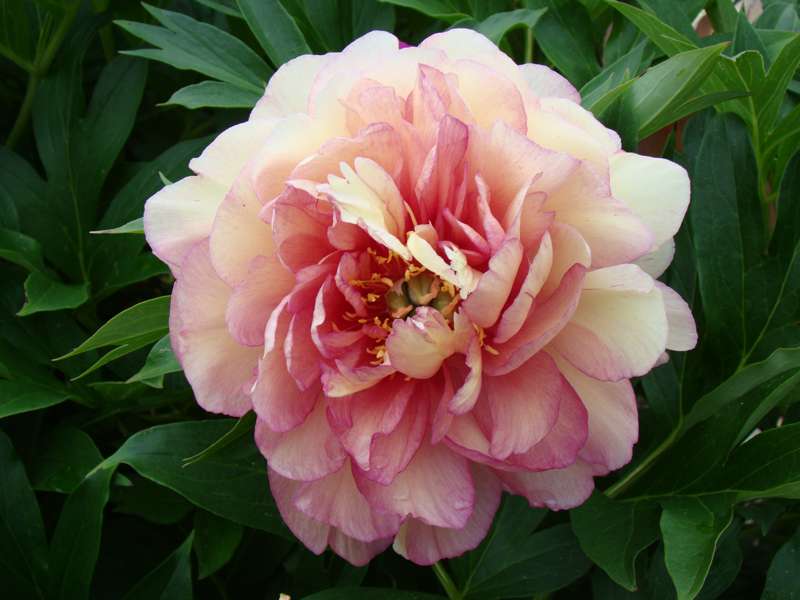 Pæon 'Garden Candy Simply Scrumptious'